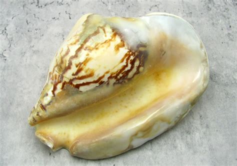 Conch Seashell (Strombus) .
